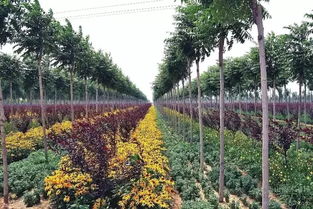 反季節苗木種植技術在園林綠化施工中的應用