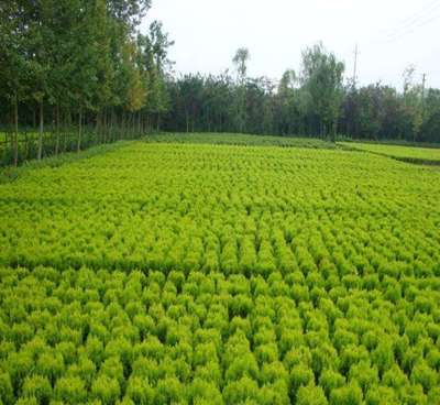 小區綠化工程施工對資質有哪些要求?