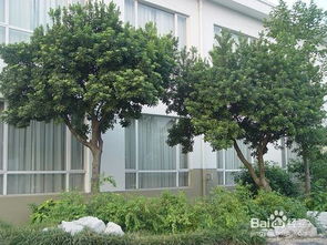 園林綠化施工中喬灌木種植注意事項