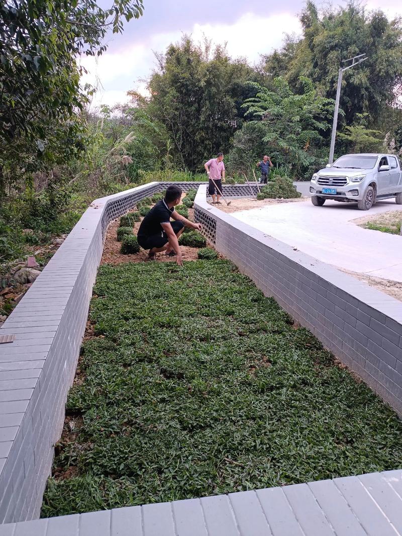 白馬村雙一移民村公園綠化照片#施工現(xiàn)場實(shí)拍 #園林綠化工程