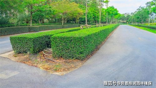 園林綠化與體育場(chǎng)地設(shè)施一體化施工與養(yǎng)護(hù)方案