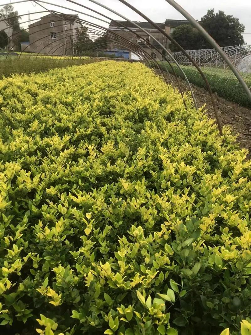 園林綠化工程苗木人 連接供需，筑造綠色與活力的空間