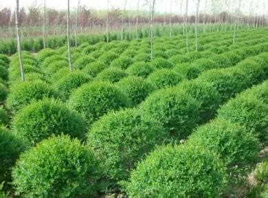 綠化工程公司命名指南 三字名稱大全與園林綠化施工要點(diǎn)